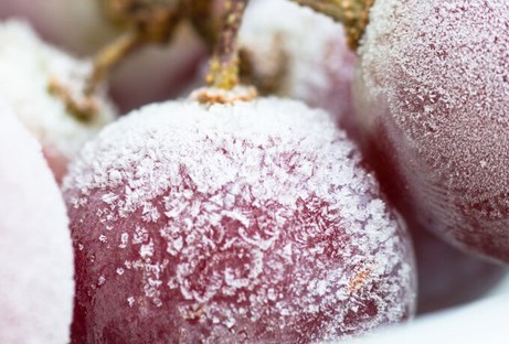 Cabernet Franc style grapes