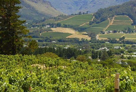 view overlooking large vineyard