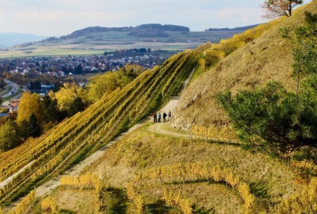 hillside vineyard