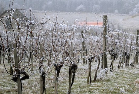 ice wine vineyard