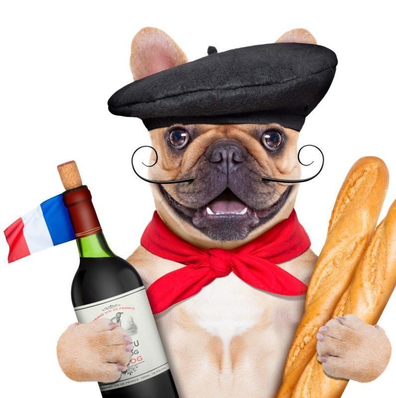 french bulldog with red wine and baguette and french beret hat, isolated on white background